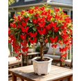 thumbnail image 1 of GSDWIUEW 10 Euonymus schenckianus Seeds \u2013 Rare Golden Thread Butterfly Tree, Hanging Winged Fruits Like Flying Butterflies, Decorative Shrub Home Garden,Stress-Relief Gardening Gift (red,20), 1 of 4
