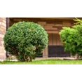 thumbnail image 1 of 1GAL BOXWOOD, 1 of 1
