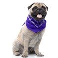 thumbnail image 1 of Jordefano Paisley Set de 5 Bavoirs Triangle Bandana Chien & Chat -, 1 of 2