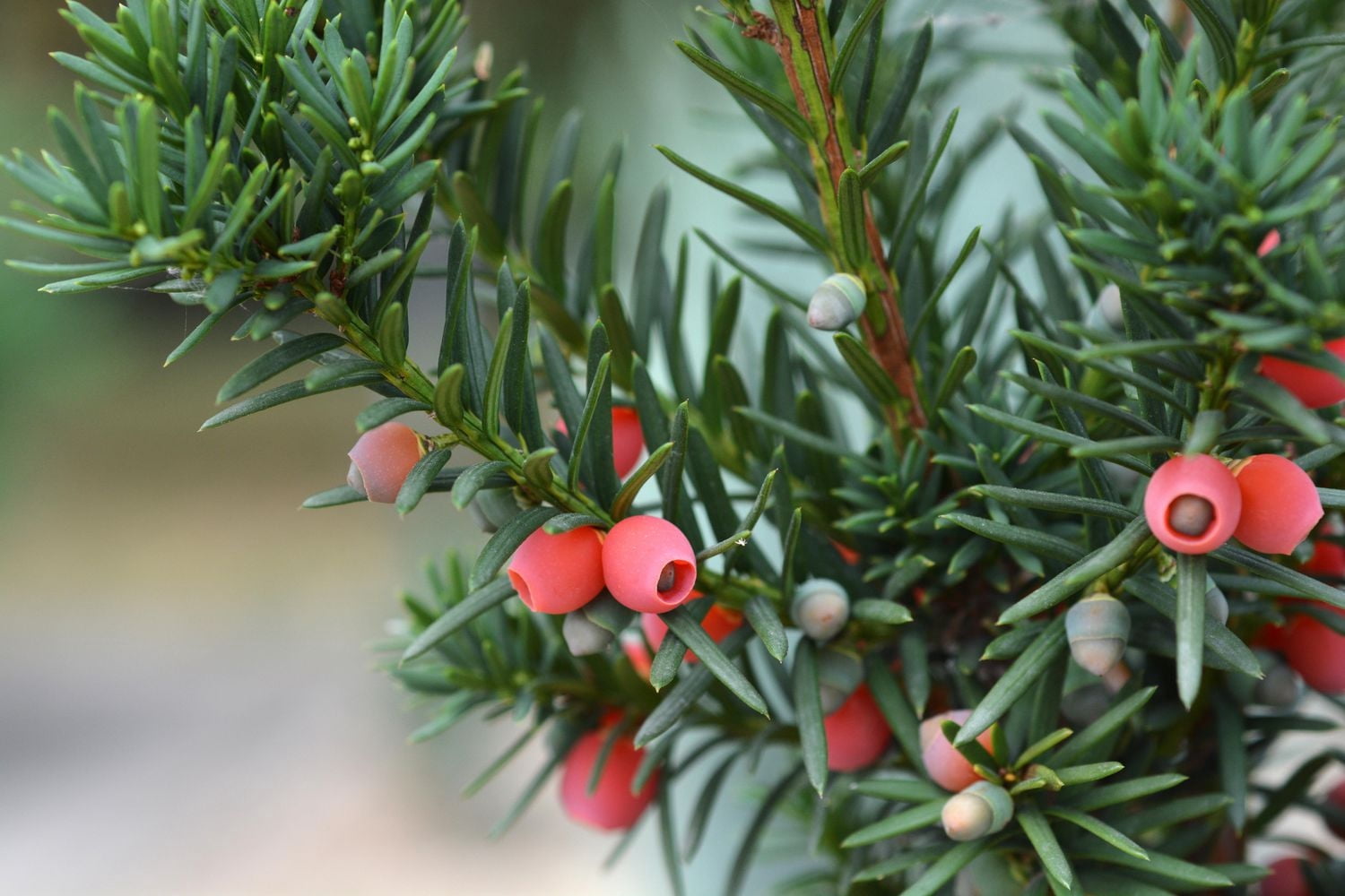 If 'Hicks' (Taxus), pot de 2 gal, arbuste