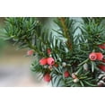 thumbnail image 3 of 2 Gallon Hicks Yew Shrub, 3 of 6