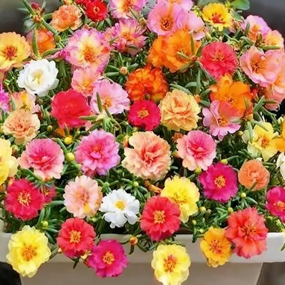 GSDWIUEW Mixed Color Portulaca Grandiflora Seeds, 1000 Double Moss Rose Seeds, Heirloom Ground Cover, Purslane Flower for Planting Outside, Beds, Yards, Garden