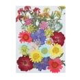 thumbnail image 1 of Agiferg Real Dried Presse Flowers Leaves Natural Set with Butterfly Stickers, 1 of 8