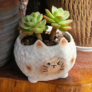 Pot de planteur à succulents avec design de chat , Petit pot de fleurs pour les sucents et les cactus pot de plantes décoratives pour jardin à la maison, limon, et décor intérieur de plantes , Planter en céramique pour Mini Plantes