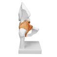 thumbnail image 3 of QIILU Back Support Therapy Professional Hip Bone Model Human Hip Joint Model Hip Joint Teaching Skeleton Braces Supports, 3 of 8