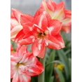 thumbnail image 4 of GSDWIUEW Double Amaryllis Bulbs for Fall Planting Large Hippeastrum Perennial Flowers Bulbs Size 10-11 Inch Perfect for Home Decor Garden, Gift with Wrapping and Planting Instruction (1, TIKA Sunrise), 4 of 6