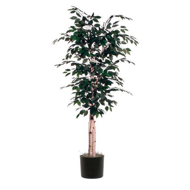 Vickerman TDX3460-07 6 ft. Paper Birch Deluxe