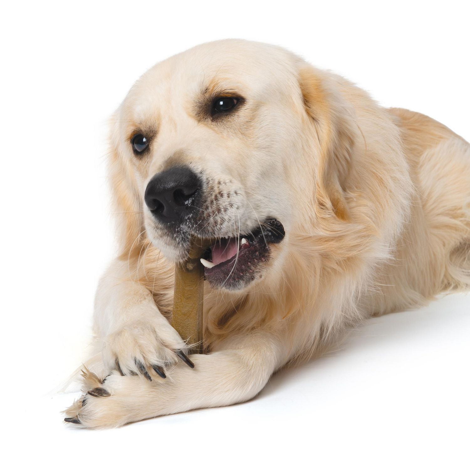 Os à mâcher robuste Nosh Zeus pour chiens, arôme de bacon, petit