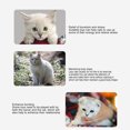 thumbnail image 4 of Interactive Cat Wand Toy, Fun Handheld Feather Teaser Wand With Suction Cup For Indoor Play, Keep Your Cat Entertained And Active, 4 of 8
