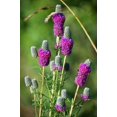 thumbnail image 1 of 700 PURPLE PRAIRIE CLOVER Dalea Purpurea Flower Seeds, 1 of 5
