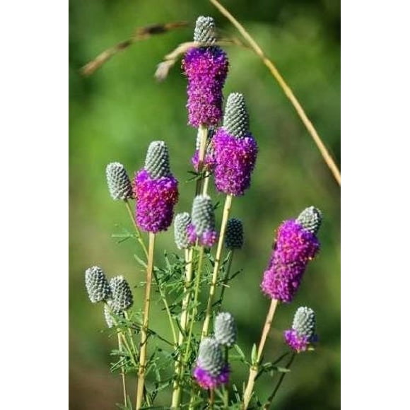 700 PURPLE PRAIRIE CLOVER Dalea Purpurea Flower Seeds