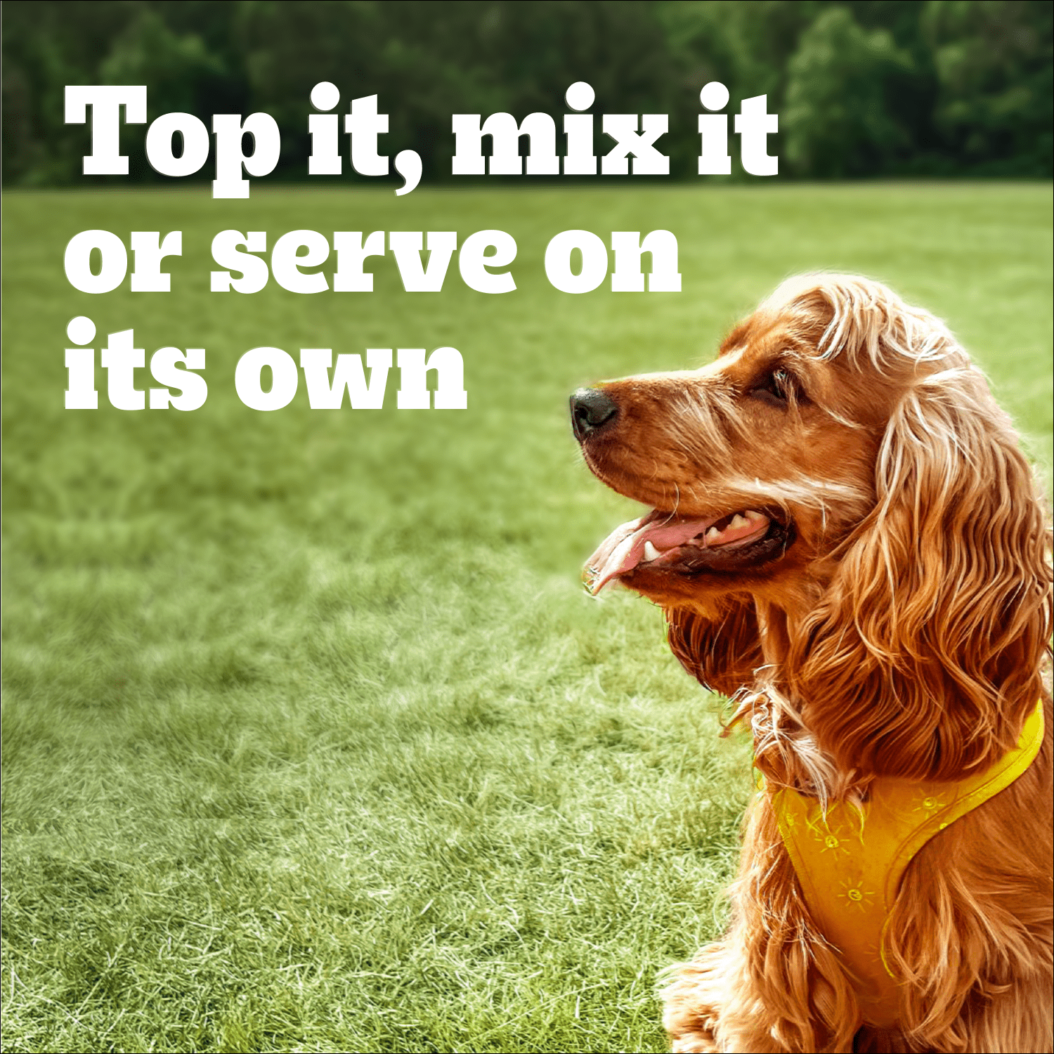 PEDIGREE Chopped Chicken and Rice & Beef Adult Wet Dog Food 9kg