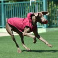 thumbnail image 4 of Becaristey Dog Jacket With Reflective Stripes High Visibility Stripes For Safety Dog Stylish And Dry Size Green L, 4 of 6