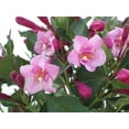 thumbnail image 4 of 6 arbustes à fleurs variés, pot de 3,8 L (1 gal), 4 of 7