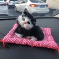 thumbnail image 1 of Simulation Cute Cat Kitten Sound Plush Doll Toy with Sleeping Mat Home Decor, 1 of 8