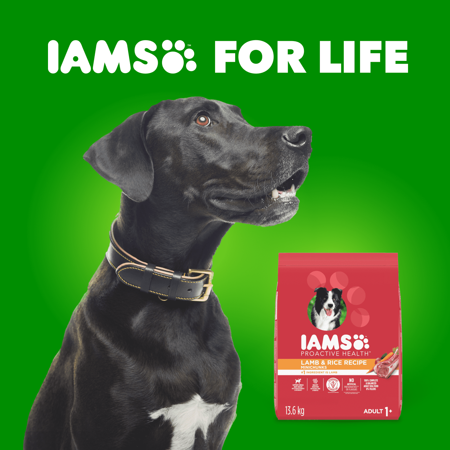 Iams Minichunks Adult Dry Dog Food Lamb & Rice Recipe 1.5kg