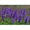 thumbnail image 2 of HIGHGW 200 Seeds Sage Sapphire Blue Farinacea Seeds, 2 of 3