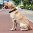 thumbnail image 2 of Dog Collar Heavy Duty Webbing Adjustable Buckle Collars for Medium Large Dogs Army Green, 2 of 8