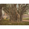 thumbnail image 1 of Florida: Rubber Tree, C1900. /Nrubber Tree In The U.S. Army Barracks At Key West, Florida. Photochrome, C1900. Poster Print by  (24 x 36), 1 of 1