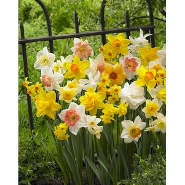 Tasc Narcissus ‘Long-Lasting’ Assorted Flower Bulbs – Perennial Spring-Blooming Daffodil Bulbs