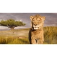 thumbnail image 4 of Mufasa: Le Roi Lion DVD, Disney, starring Aaron Pierre and Seth Rogen, 4 of 5