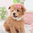 thumbnail image 4 of Durable 15Pcs Pet Hair Bows, Non- Cat Hair Bows, For Pet Cat Small Dog, 4 of 8