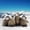 D, variant on EGNMCR Models Realistic Large Dinosaur Statues Jungle Toys Penguin figure Birthday Gifts for Kids