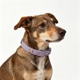 thumbnail image 4 of ZZHZGZ Canada Sale Collars for Small Medium Large Cats Adjustable Soft Nylon Reflective Collar Comfortable Breathable Lightweight Outdoor Training Walking, 4 of 4
