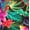 Green, variant on Krista Women's Crossover Sweetheart Neckline Tankini Swim Tops