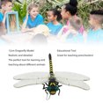 thumbnail image 3 of Dragonfly Model, Fine Details 12cm Dragonfly Ornament Figurine  For Adults, 3 of 8