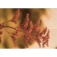 thumbnail image 1 of Ahgly Company Machine Washable Indoor Rectangle Transitional Orange Area Rugs, 5' x 8', 1 of 7