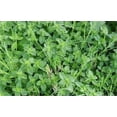 thumbnail image 3 of 100 Graines de Thym Grimpant Walk On Me Thymus Serpyllum Herbe Fleur, 3 of 4