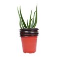 thumbnail image 5 of TEHAUX 60PCS Starting Pots Growing Small Herbs Planter Nursery Pots Black, 5 of 5