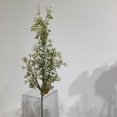 thumbnail image 2 of White Baby'S Breath, 2 of 3