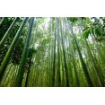 thumbnail image 3 of HJADGG 300+ Bamboo Seeds-Exotic Fast Growing Variety for Indoor/Outdoor Privacy Screen, Weather Resistant & Environmentally Friendly, 3 of 5