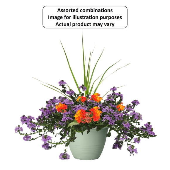Expert Gardener #11 Late Spring Planter Flowering Annuals, Assorted Colours & Varieties, Outdoor Live Plants for Home Garden