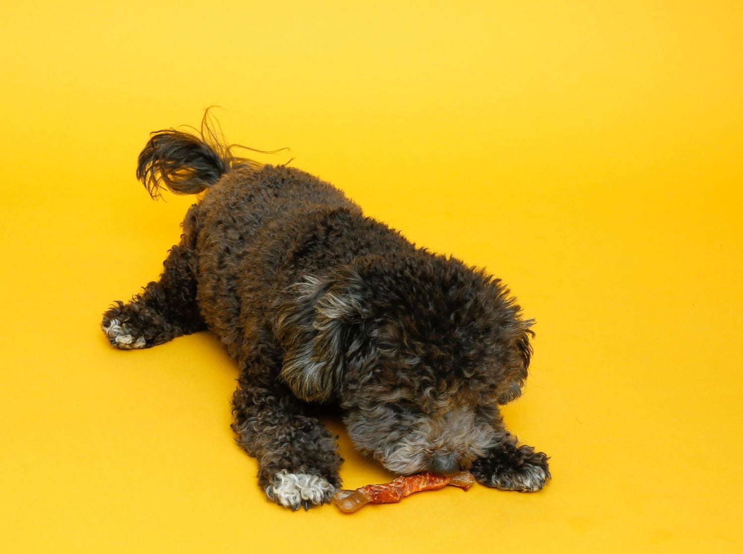 Hartz Oinkies Gâterie pour Chien Os à Mâcher Durable au Poulet