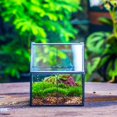 thumbnail image 2 of NCYP Mini House Shape Terrarium with Lid, Small Close Planter Pot, Home Decor, Decorative Planting (Terrarium Only), 2 of 9