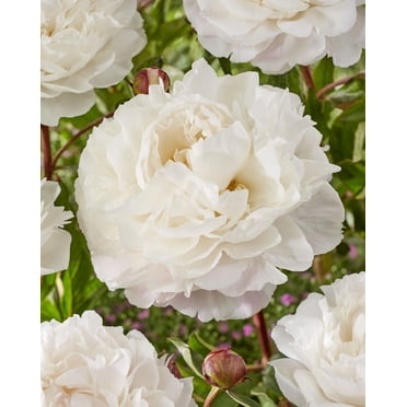 Bulbes de fleurs TASC - Pivoine Duchesse de Nemours (plante vivace)