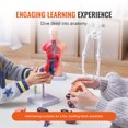 thumbnail image 3 of VEVOR Human Anatomy Models Bundle Set, Brain, Human Torso Body, Heart, Skeleton Model Set of 4, Hands-on 3D Model Study Tools Teaching Models, 3 of 9