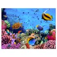 thumbnail image 2 of Coral Colony on Reef Egypt - Oversized Animal Wall Art, 2 of 3