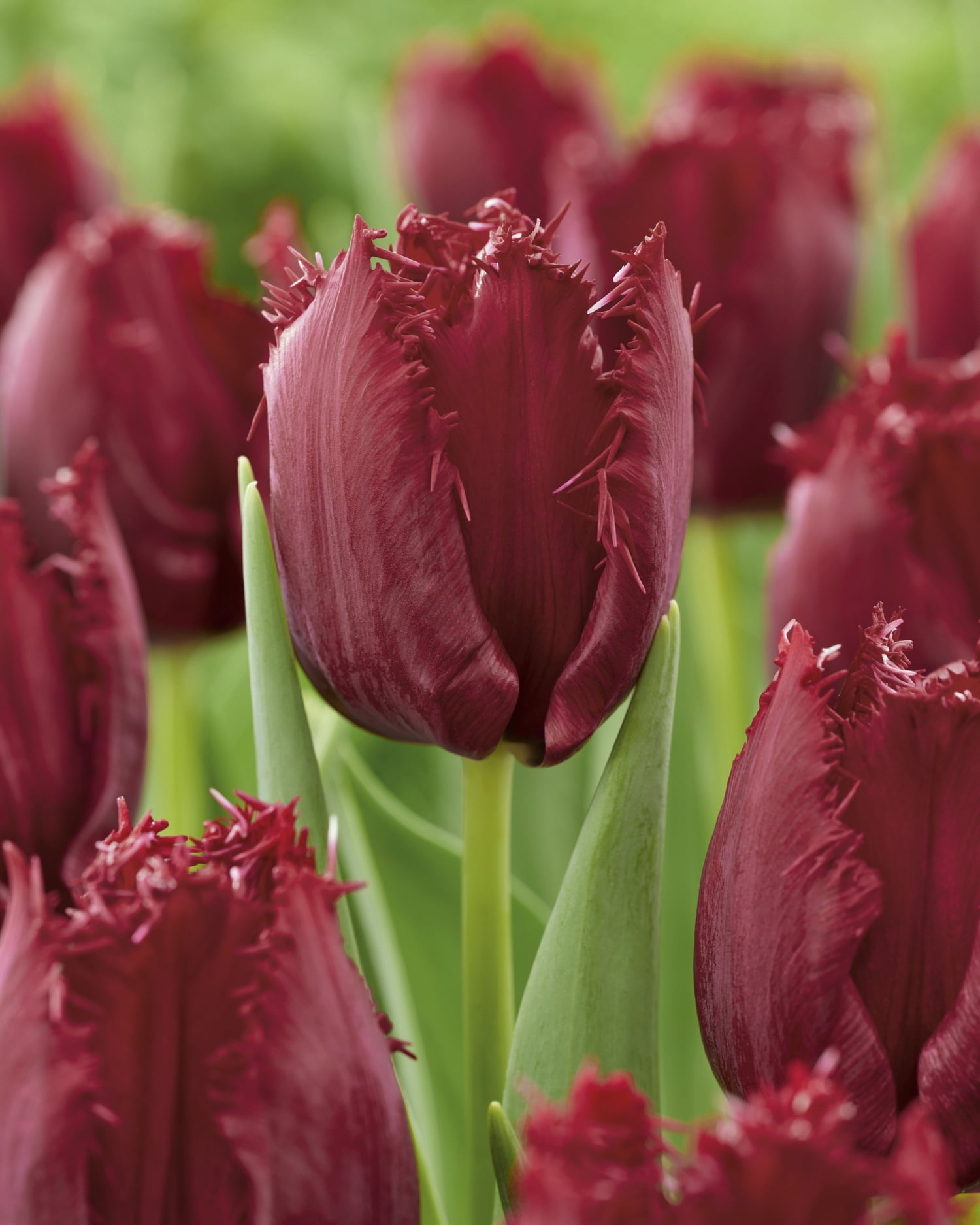 TASC Tulip ‘Pacific Pearl’ Fringed Perennial Flower Bulb