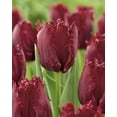 thumbnail image 1 of TASC Tulip ‘Pacific Pearl’ Fringed Perennial Flower Bulb, 1 of 1