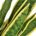 thumbnail image 2 of vidaXL Artificial Sansevieria Plant with Pot 65 cm Green, 2 of 2