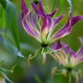 thumbnail image 4 of HJADGG Bulbes de Rothschildiana Gloriosa (Lys de Feu/lys en Flammes) - Fleur de Vigne Grimpante Exotique 8 Pcs / 20 Pcs Floraisons Rouges et Jaunes Vibrantes pour Jardin et Contenants (Violet,20), 4 of 5