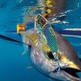 thumbnail image 4 of SharkTRUE Lu Yalong Eau Douce Couche de Nage Complète Perche Inclinée et Poisson Mandarin Bai, 4 of 8