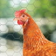 thumbnail image 4 of YardGard 36" x 50’ 2 inch Mesh Hexagonal Poultry Netting Wire Fence, 4 of 6