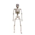 thumbnail image 1 of Posable Skeleton Halloween Decorations Poseable Skeleton With Realistic Movable Joints For Halloween Garden Outdoor Statues Outdoor Statues for outside Yard Decorations Statues Rainbow Ornament Set, 1 of 4