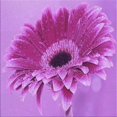 thumbnail image 1 of Ahgly Company Tapis d'Intérieur Lavables en Machine, Carrés, Violets Transitionnels, Carrés de 4', 1 of 7