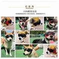 thumbnail image 5 of (Noir) Lunettes pour Chien Petite Race, Facile à Porter, Protection UV/vent/poussière/Buée Réglable, 5 of 5